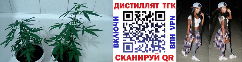 Дистиллят ТГК концентрат  Купить  Островной 