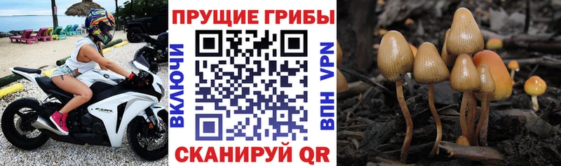 Купить закладки  Островной  Псилоцибиновые грибы мицелий 